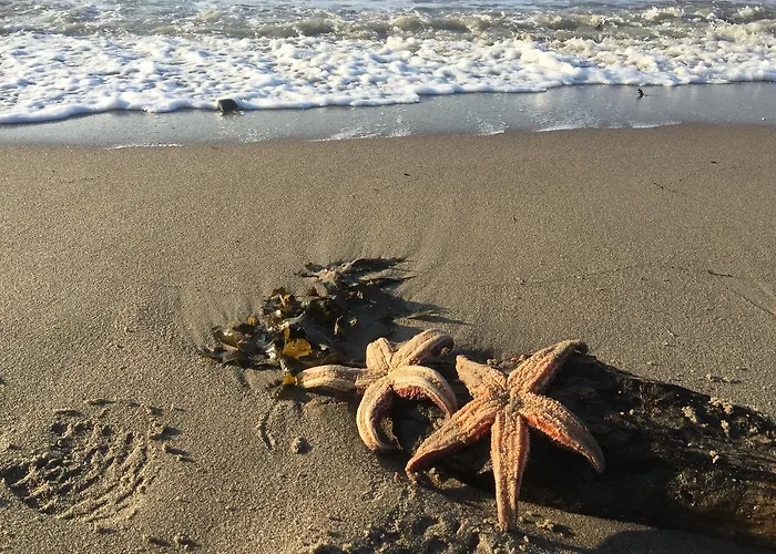 Rosenvold Strand Camping Camping